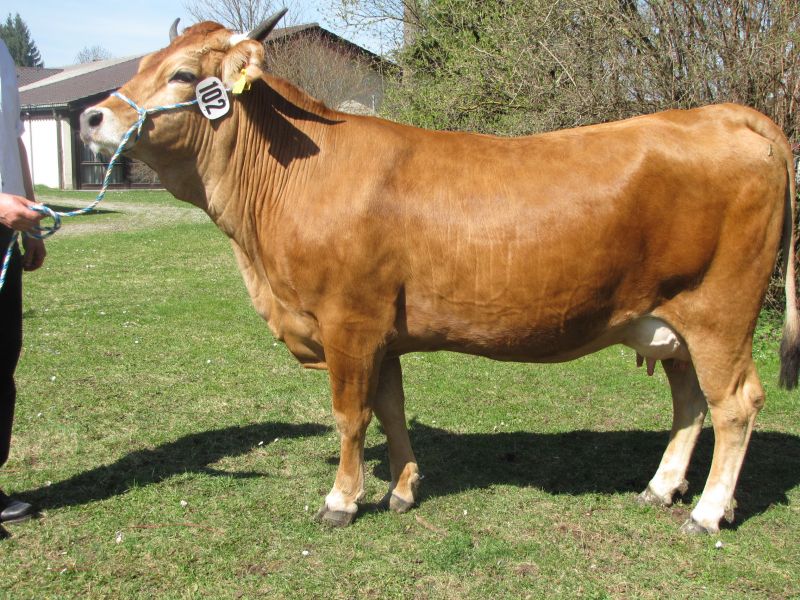 Murnau-Werdenfelser Kuh
© ZV Weilheim