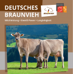 Braunvieh Dt