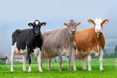 Holsteins, Braunvieh, Fleckvieh
© BS Greifenberg