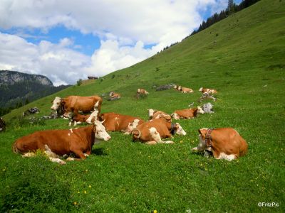 Almauftrieb Kammerlingalm