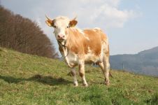 Hinterwälder Kuh
© 'Dr. Franz Maus