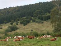 Hinterwälder Kuhherde
© Dr. Franz Maus