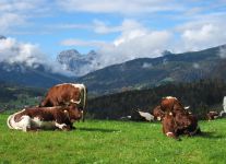 Pinzgauer Kühe
© Konrad Rosner